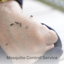 Mosquito Control